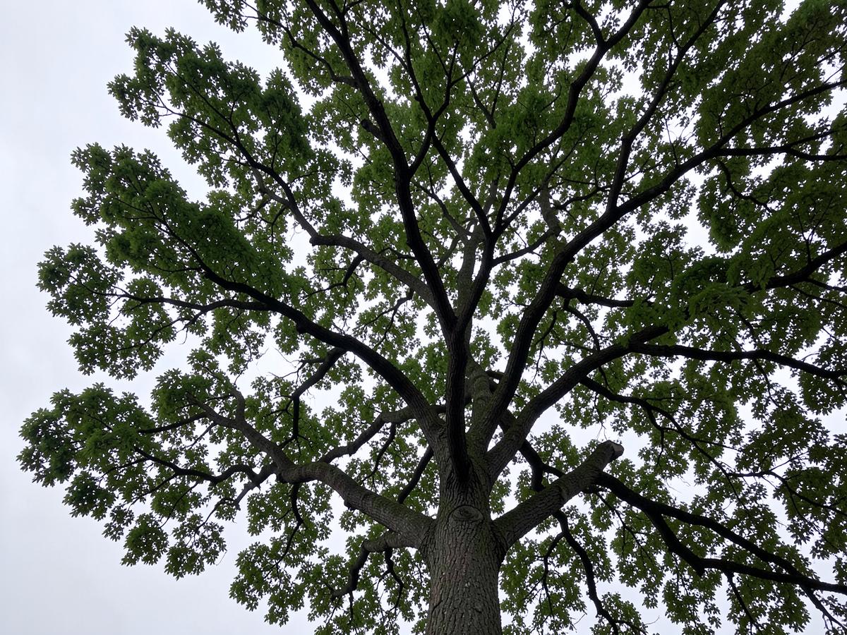 Precision trimming and canopy shaping